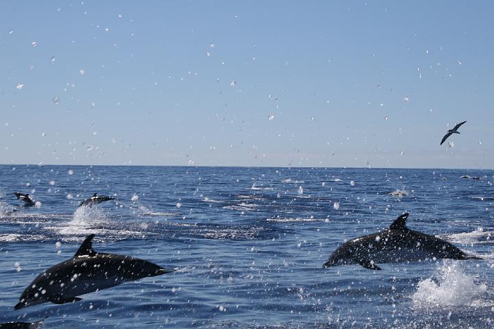 Azul 038.jpg
